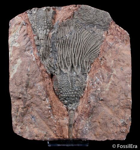 Multiple Scyphocrinites Crinoid Plate #3012